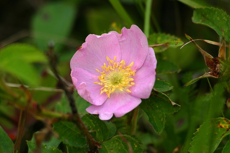 IMG_1525_wild rose_Bowman Lake_Glacier.jpg