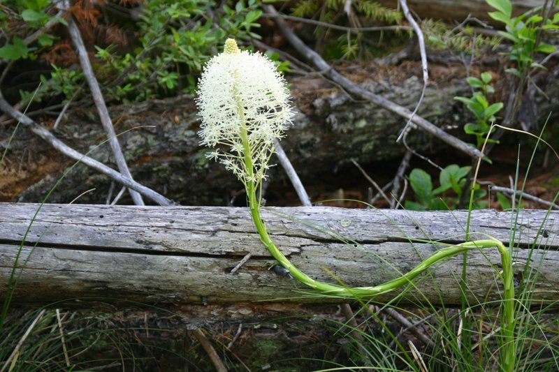IMG_1547_artsy bear grass_ North Fork.jpg