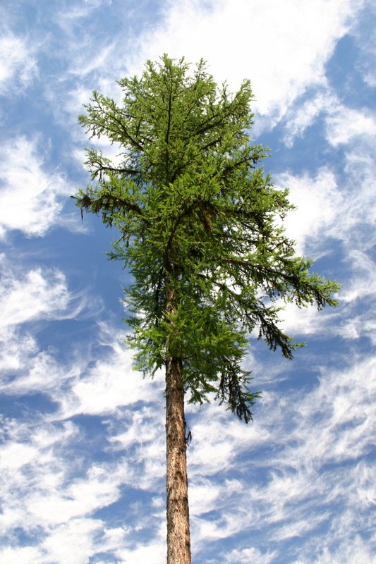IMG_1614_Beautiful Larch_North Fork.jpg