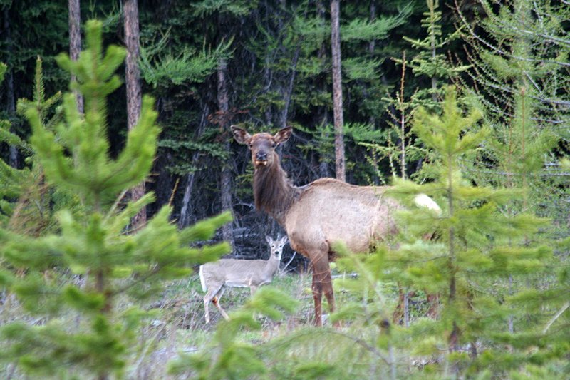 IMG_2069-Amazing juxtaposition_Polebridge area.jpg