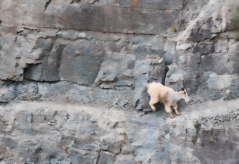 IMG_2239.jpg :: A fine art rendition of a mountain goat on the steep cliff at the goat lick in Glacier.