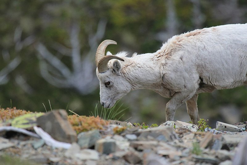 IMG_2245.jpg :: Mountain sheep on the trail to Scenic Point, Glacier National Park