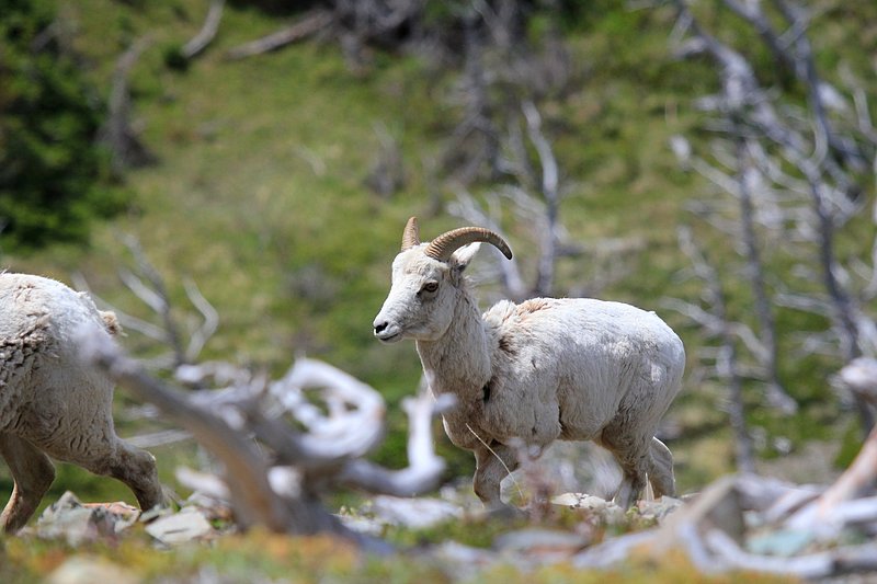 IMG_2247.jpg :: Mountain sheep