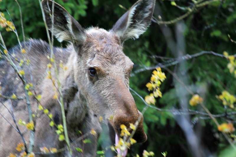 IMG_2257.jpg :: Cow moose on the trail to Red Rock Falls at Many Glacier, Montana.  She was enjoying the new growth on the bushes and trees.
