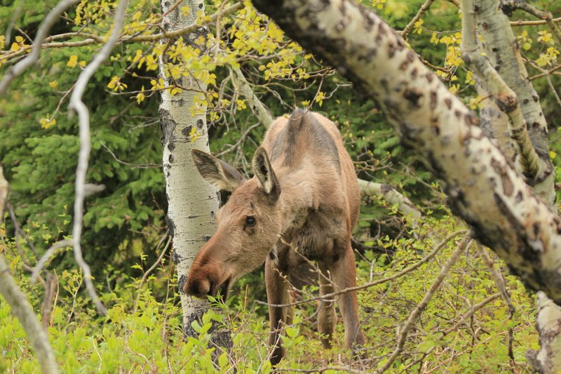 IMG_2260.jpg :: Cow moose munching