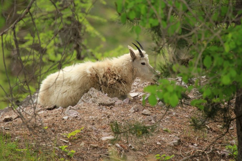 IMG_2266.jpg :: Mountain goat resting after a visit to the salt lick.