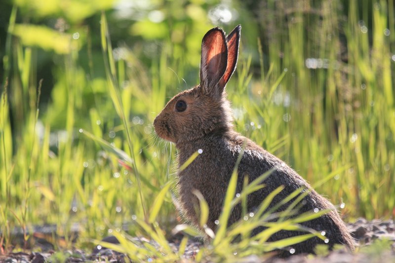 IMG_2282.jpg :: Wild hare along the North Fork road early in the morning.  The sunlight illuminates its ears.