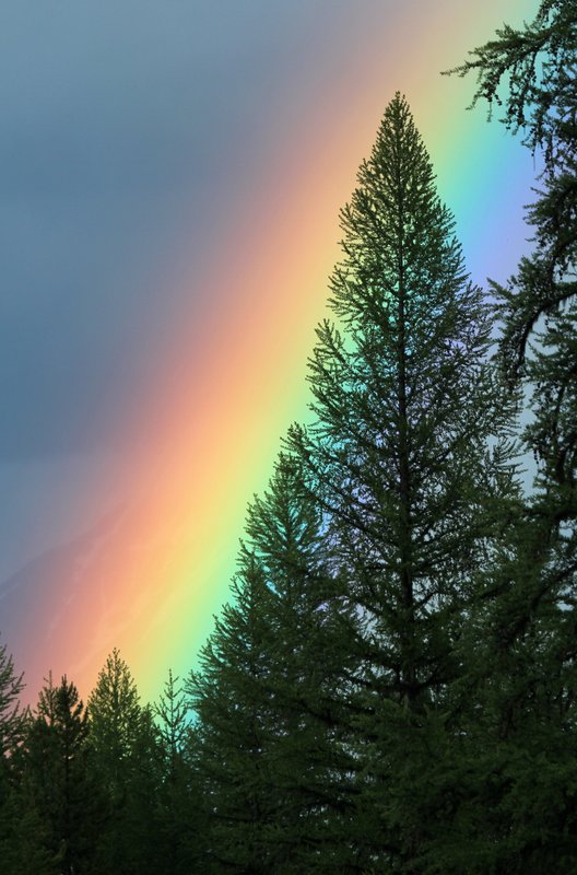 IMG_2293.jpg :: A close up of the rainbow in our meadow...didn't find the pot of gold, but what a gift to see this!
