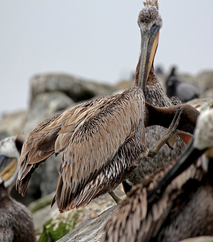 IMG_2630.jpg :: I love the detail of the feathers on this brown pelican