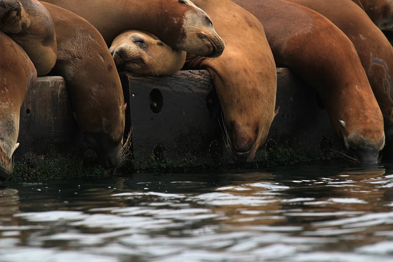 IMG_2631.jpg :: Seals taking a nap and literally hanging around.