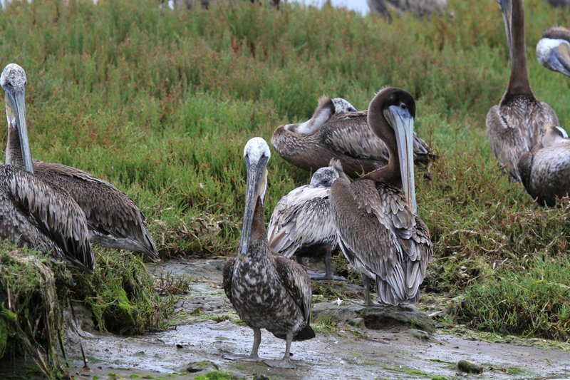 IMG_2634.jpg :: Brown pelicans 