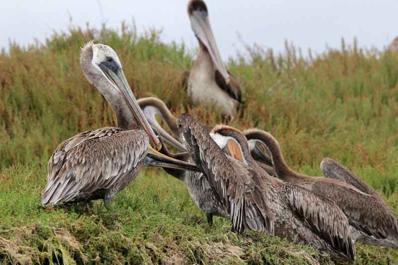 IMG_2635.jpg :: Brown pelicans