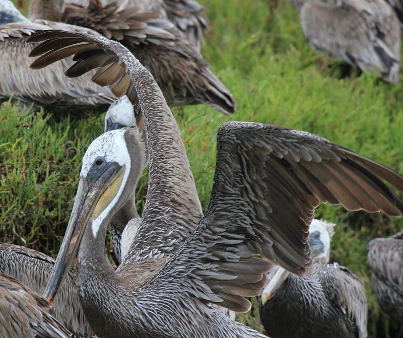 IMG_2636.jpg :: Brown pelican stetching his wings