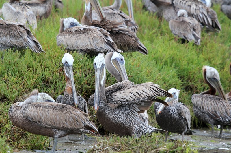 IMG_2637.jpg :: Brown pelicans