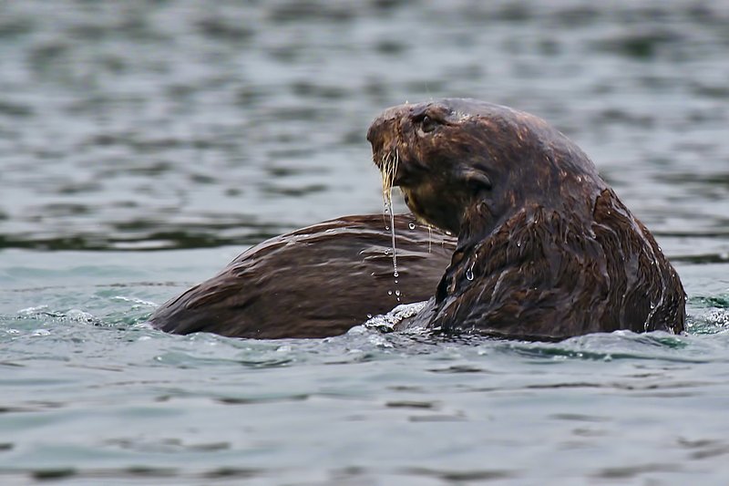 IMG_2645.jpg :: Sea otter.  You can see how the water shed off it's body.