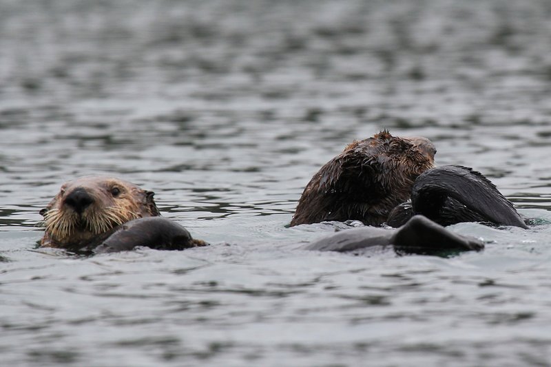 IMG_2649.jpg :: Several otters just relaxing and rolling around