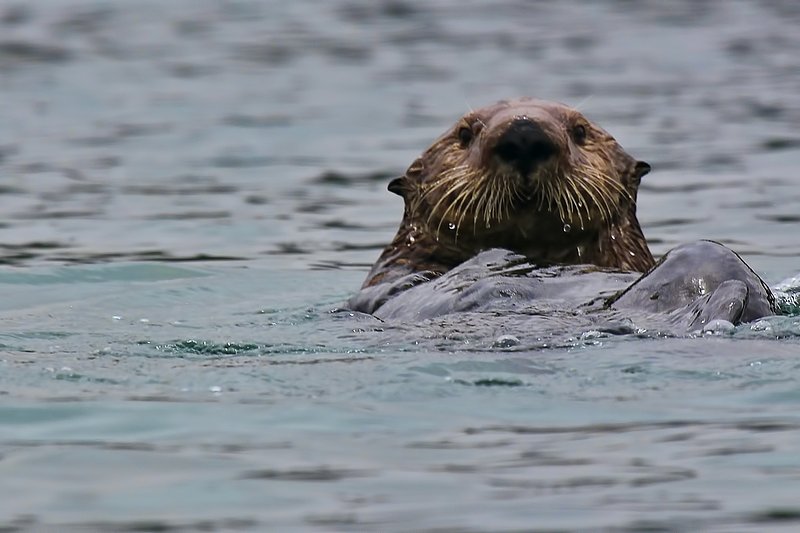 IMG_2651.jpg :: Sea otter checking me out.