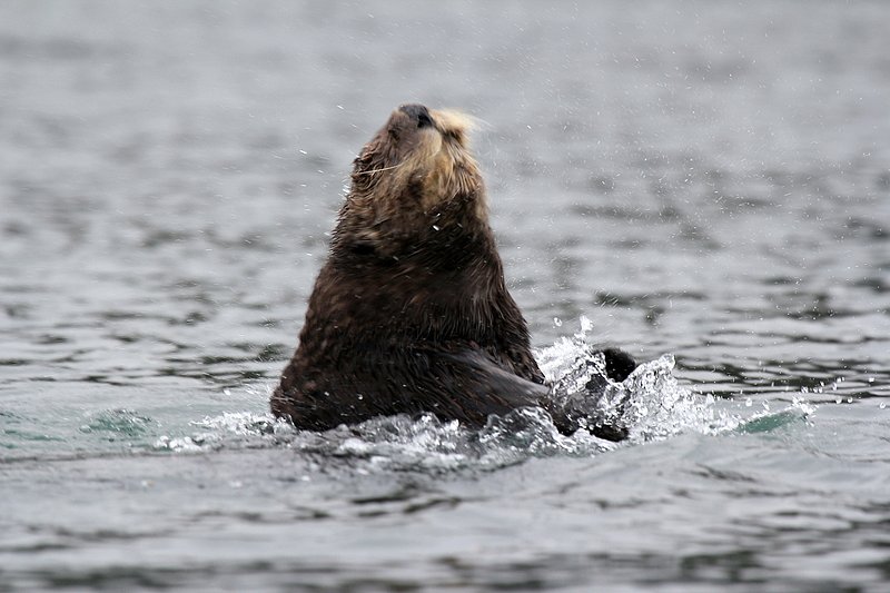 IMG_2653.jpg :: Sea otter shaking the water off it's head.