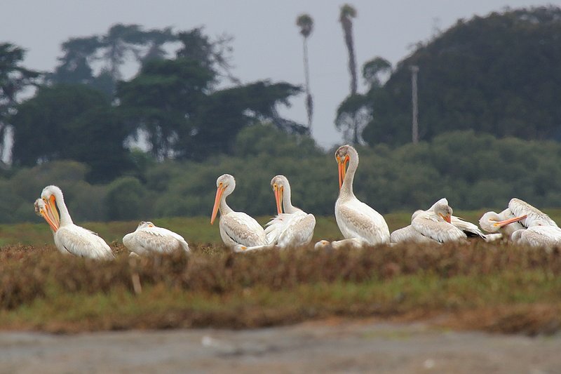 IMG_2658.jpg :: White pelicans along the slough as we kayaked.