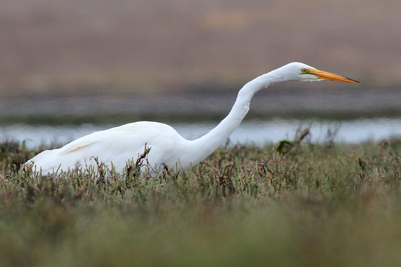 IMG_2660.jpg :: Great Egret walking along the bank