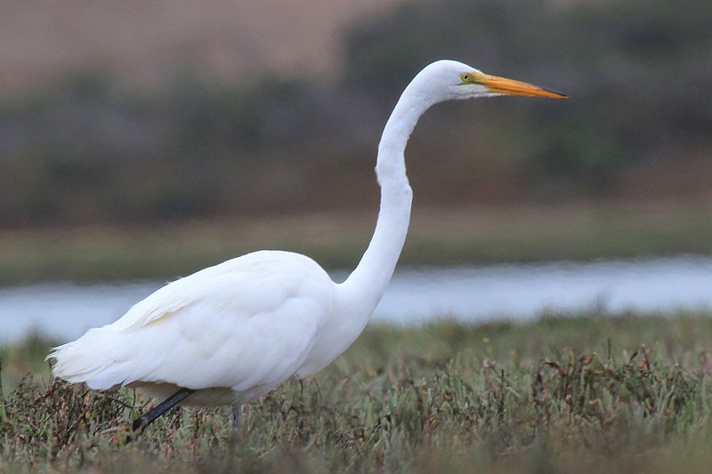 IMG_2661.jpg :: Great egret looking for breakfast.