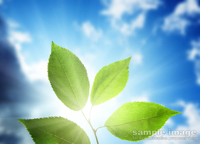 nature-bp-0061.jpg :: looking at sun through leaf