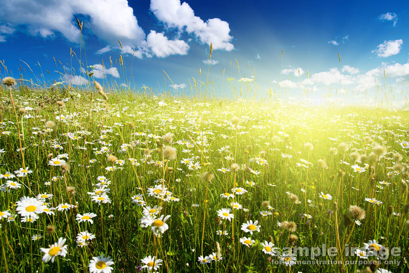 nature-bp-0081.jpg :: sunset over field of flowers