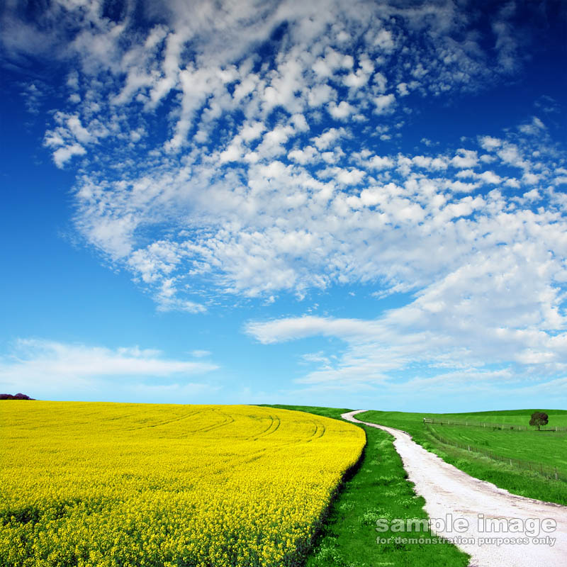 nature-bp-0101.jpg :: sunny sky over lush fields and road