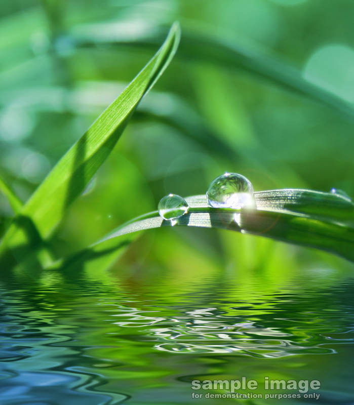 nature-bp-0191.jpg :: water drops on leaf