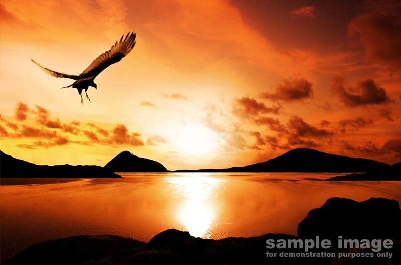 nature-bp-0301.jpg :: bird soaring through sunset