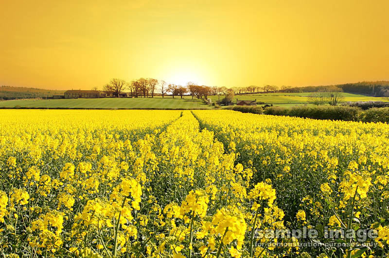 nature-sun-sp-004.jpg