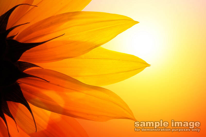 nature-sun-sp-008.jpg