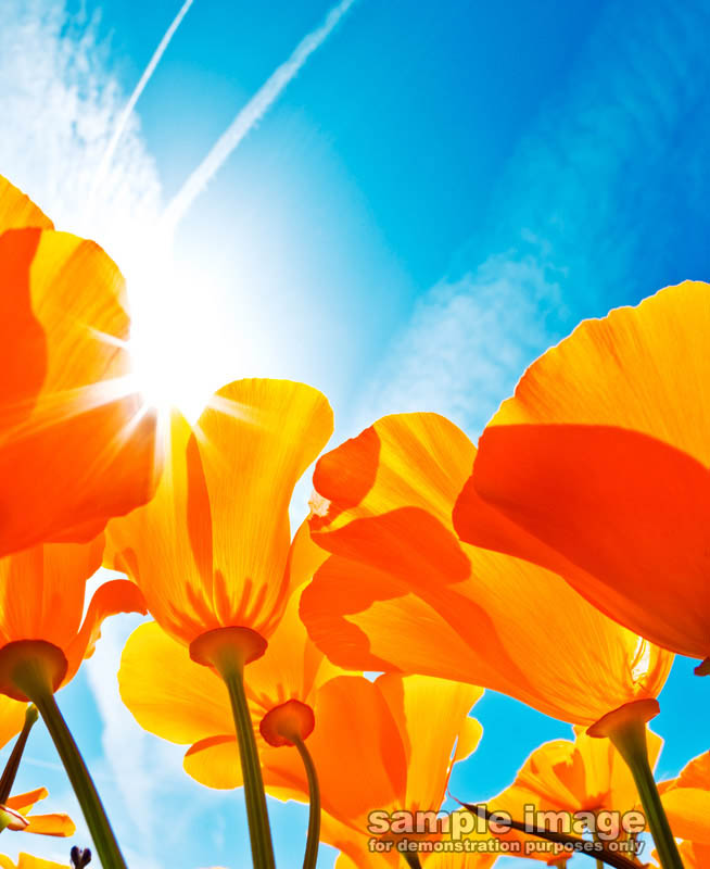 nature-sun-sp-012.jpg