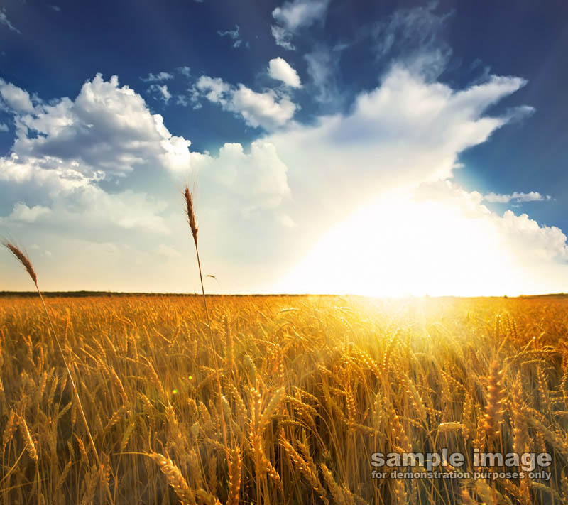 nature-sun-sp-020.jpg