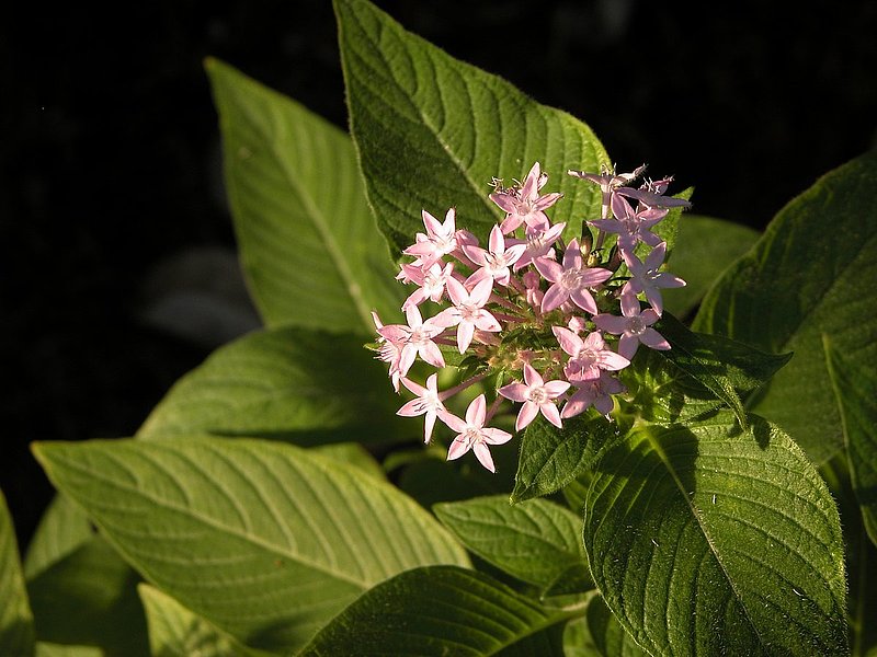 DSCN2088.jpg