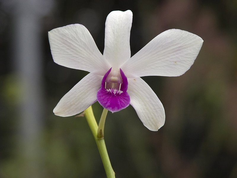 DSCN4453.jpg