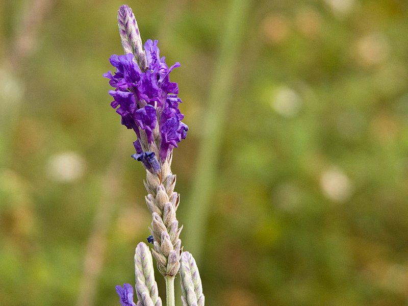 DSCN44601.jpg