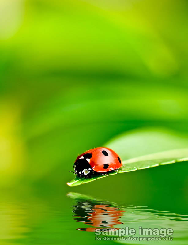 nature-sp-007.jpg