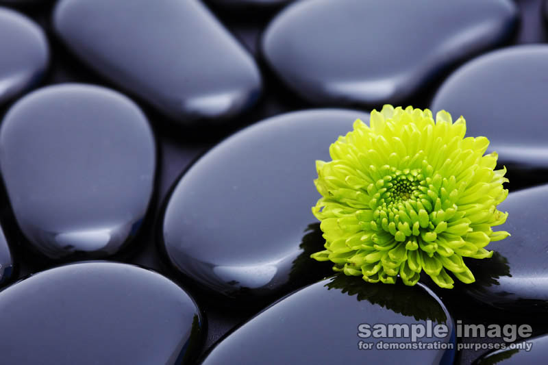 nature-sp-009.jpg