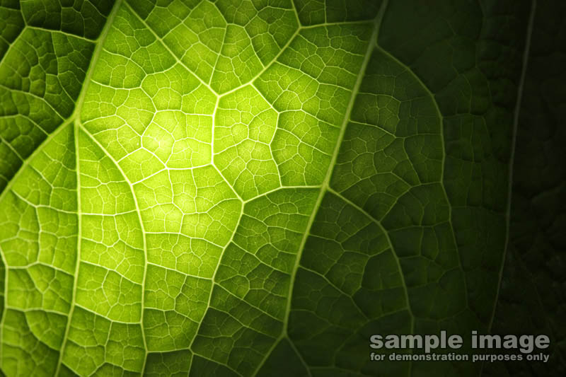 nature-sp-025.jpg