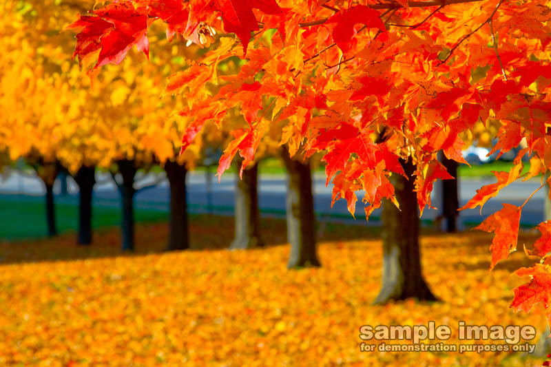 nature-sp-026.jpg