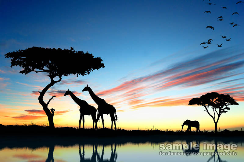 nature-sp-033.jpg