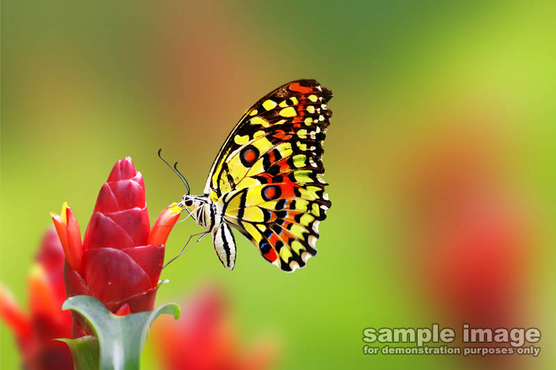 nature-sp-040.jpg