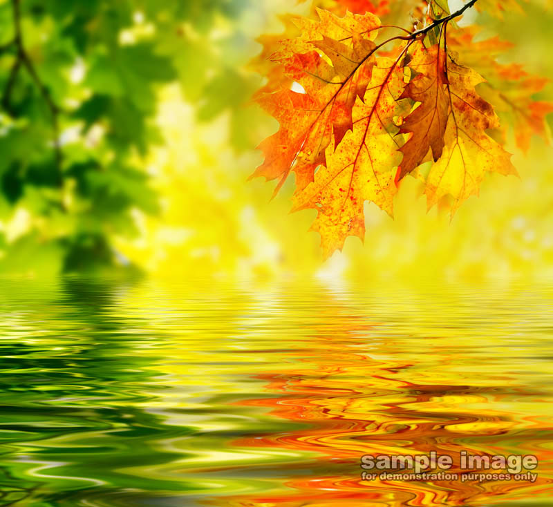nature-sp-045.jpg