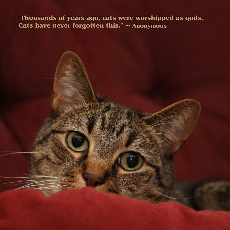 Cat Wisdom.jpg