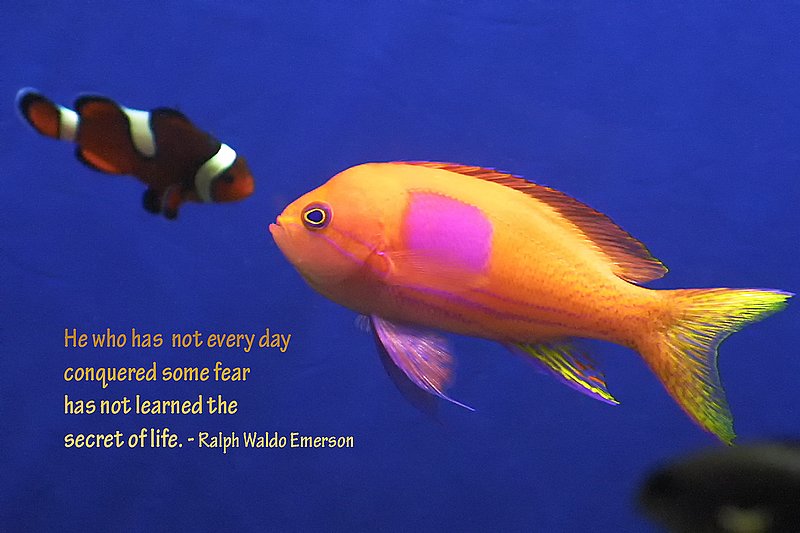 Conquer Fear.jpg :: He who has not every day conquered some fear has not learned the secret of life. - Ralph Waldo Emerson