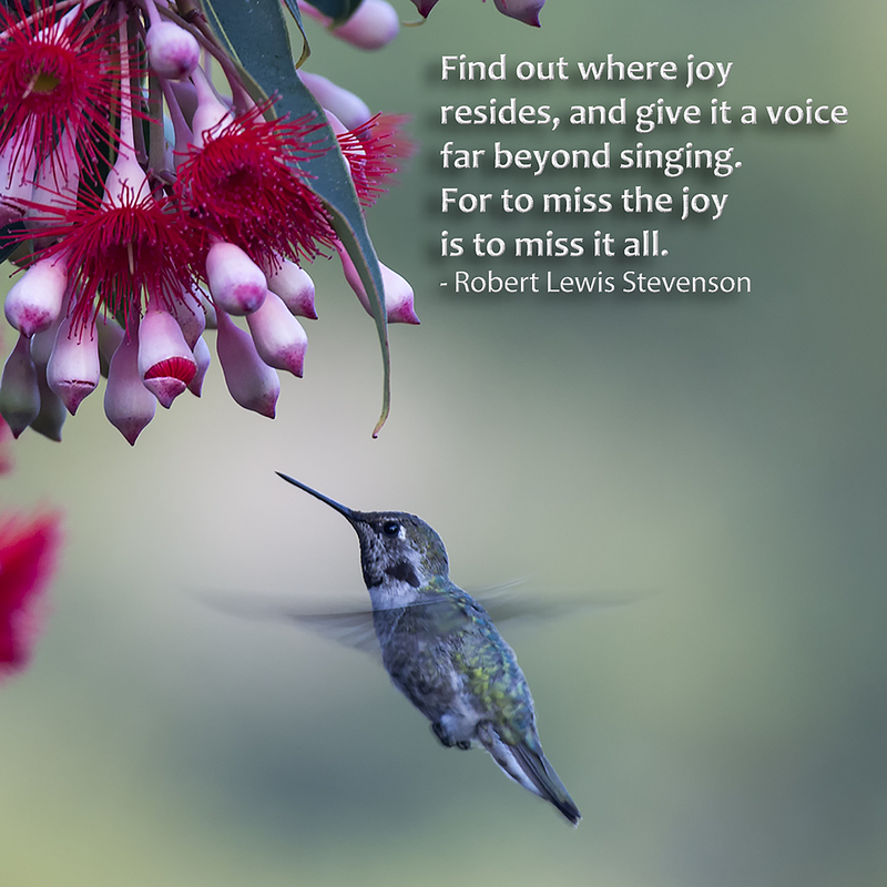 Humingbird (97 of 185) Find Out Where Joy Resides - Card 375 copy(1).jpg