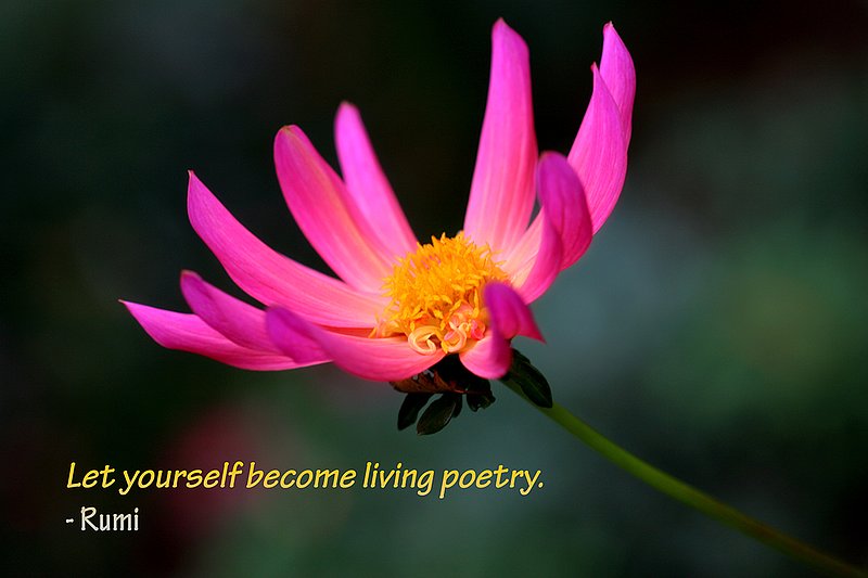 Blooming FLower with Rumi Quote - Greeting Card.jpg :: Let yourself become living poetry. - Rumi