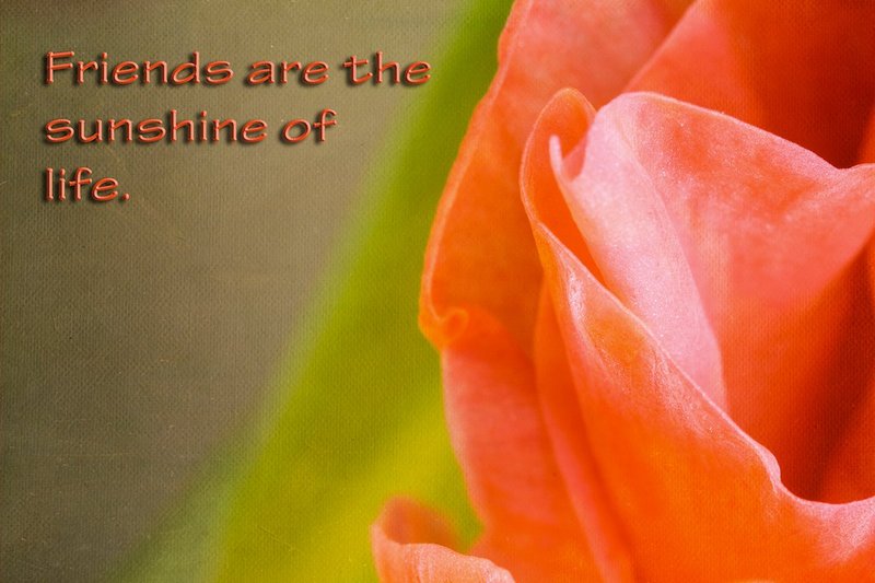Friends are Sunshine - Greeting Card.jpg :: Friends are the sunshine of life.