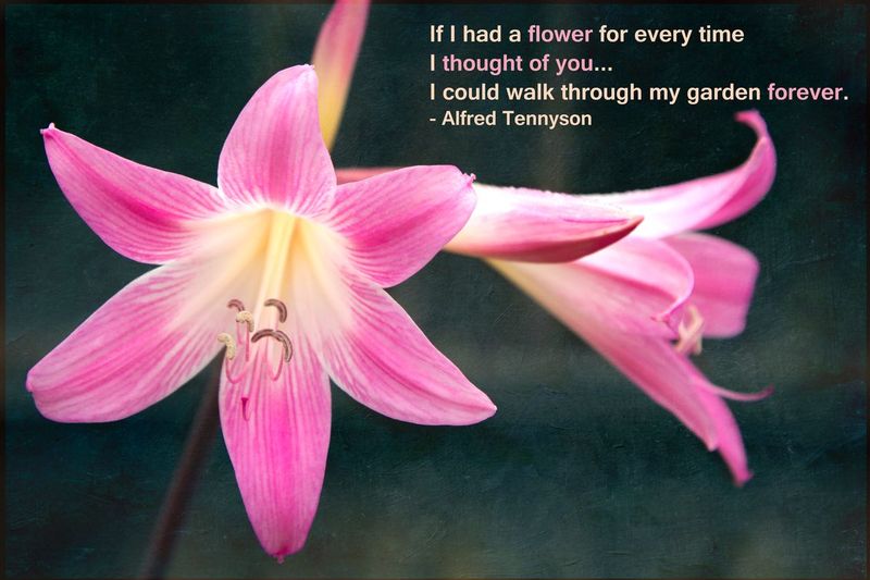 Pink Lilies with Tennyson quote - Greeting Card.jpg :: Pink Lilies with Tennyson quote - Greeting Card